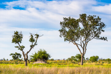 Fototapeta premium It's Tree at the Okavango Delta (Okavango Grassland), One of the Seven Natural Wonders of Africa, Botswana