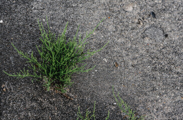 A sprout of grass sprouts through the asphalt making a crack. grass grows on the road