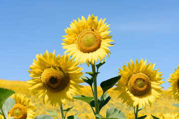 Trio of sunflowers standing out against the blue sky, in a field of crops.