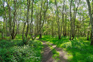 Tall, thin Silver Birch trees line a winding woodland footpath in the morning sunlght