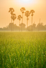 Rice field and palm tree in the misty morning,countryside of thailand surrounded by lush green plants