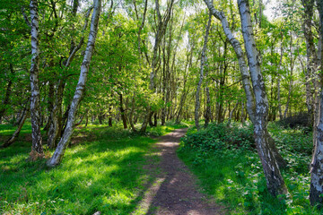 Narrow footpath between tall Silver Birch trees on a bright spring morning on the edge of Sherwood...