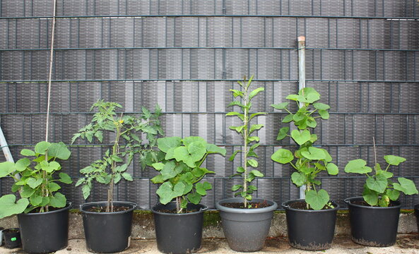 Zierkürbispflanzen in Kübeln, vor einer Sichtschutzwand aus Doppelstabmatten, mit eingefädelter Folie, in Heintrop Büninghausen