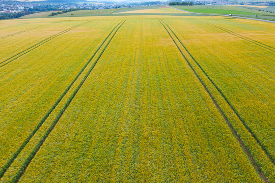 Blick von oben auf ein Getreidefeld im Taunus/Deutschland © fotografci