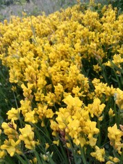 yellow wildflowers of various varieties