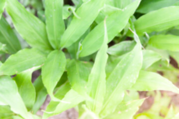 Natural green leaves on bokeh with sun light and blurred greenery background in garden with copy space