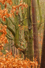 autumn in the forest