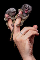 The common marmoset's babies on fingers isolated on black