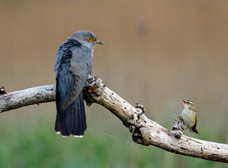 Sedge warbler defending its territory from a male cuckoo