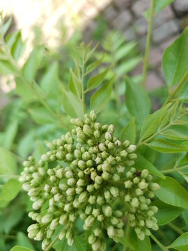 view of growing curry leaves and seeds, blur background