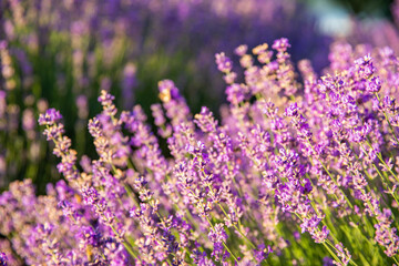 Lavender flowers with sunlight in morning
