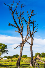 It's Tree at the Okavango Delta (Okavango Grassland), One of the Seven Natural Wonders of Africa, Botswana