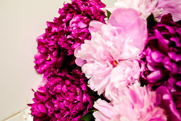 Pink and white peonies close-up