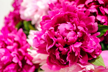 Pink and white peonies close-up