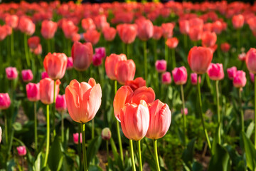 Obraz premium At the end of may, tulips bloomed brightly in the courtyards of Kronstadt.