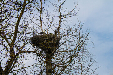 A stork in a nest high up in a leafless tree