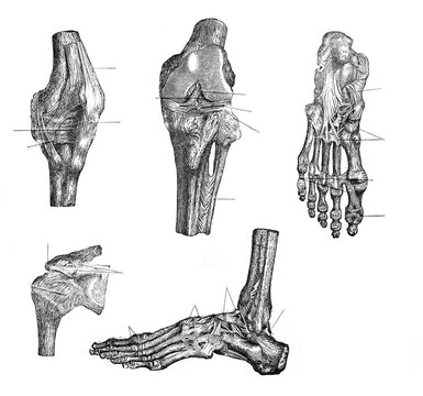 Knee joint and feet anatomy of human / Illustration from Brockhaus Konversations-Lexikon 1908
