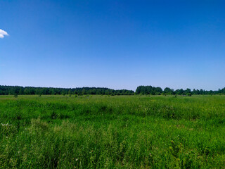 Fototapeta premium Blue sky and green field. Beautiful landscape.