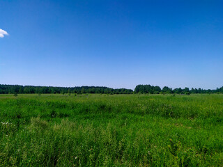 Blue sky and green field. Beautiful landscape.