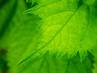 葉脈が美しい初夏の青葉。6月。