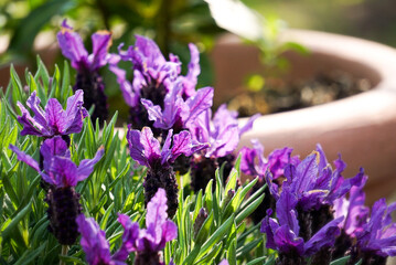 Fototapeta premium Lavendel