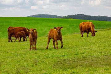 Fototapeta na wymiar a little hed of brown cows and calves graze in a geen meadow near the farm in a sunny day