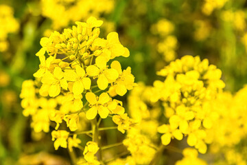 .beautiful yellow rapeseed flower close up