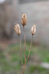 Dry Aquilegia. Catchment seeds. Thin grass, blurred background