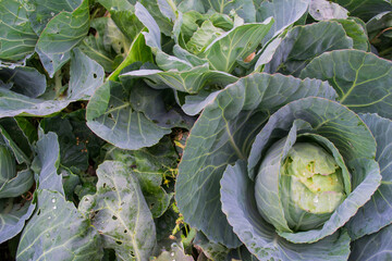 A  huge fresh head of cabbage in the garden. Natural background