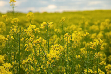 Obraz premium .bright beautiful endless blooming field of yellow rape under a bright blue sky with small white clouds on a sunny spring day