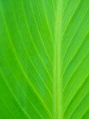 葉脈が美しい初夏の青葉。6月。