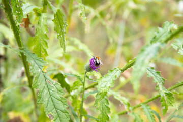 Field with Silybum marianum Milk Thistle medical plant