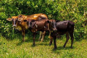 three Afican cows stand on the grass near tall bushes on a sunny day and looking at camera and eating grass