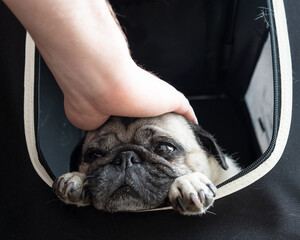 Fawn Pug being petted 