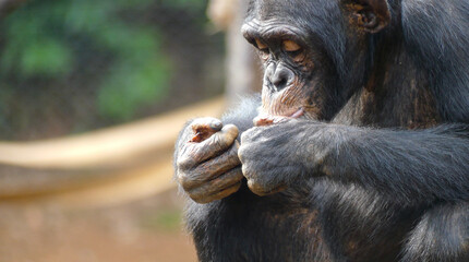a chimpanzee eats peanuts, looks like he's enjoying his food. his gestures are very similar to human beings. It is located in the middle of the rainforest in the Tacugama Sanctuary, Sierra Leone