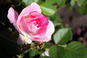 A close-up of very beautiful pink rose flower growing on a bush. Idea for postcards, wallpapers