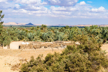 Fototapeta na wymiar It's Bahariya Oasis, Egypt