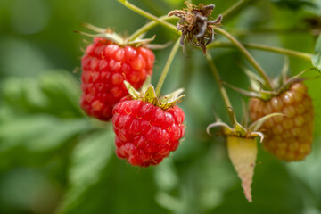 Close up of organic raspberries growing on branch
