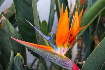 Bird of Paradise flower (Strelitzia)
