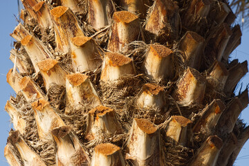 Date Palm (Phoenix canariensis)