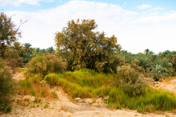 It's Trees in the Bahariya Oasis in EGypt