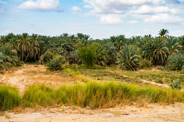 Fototapeta na wymiar It's Trees in the Bahariya Oasis in EGypt