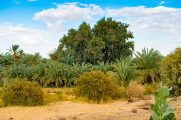 Fototapeta na wymiar It's Trees in the Bahariya Oasis in EGypt