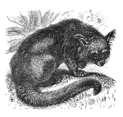 Binturong bearcat (Arctictis binturong) / Illustration from Brockhaus Konversations-Lexikon 1908
