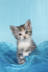 cute grey kitten sitting on blue background