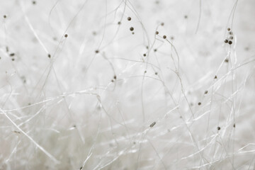light abstraction, several dark dots on a pastel yellow-pink background. macro photo