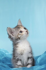 cute grey kitten sitting on blue background