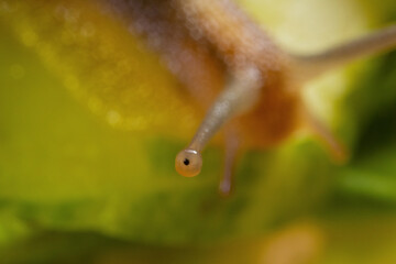 light abstraction, several dark dots on a pastel yellow-pink and blue background. macro photo cochlea snail