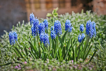 Grape hyacinth, Muscari flowers. Spring primrose. They are also commonly referred to as bluebells, adder onion, mouse hyacinth.