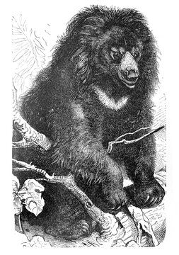 Bear (Ursus arctos or rusus Prochilus labiatus) / Illustration from Brockhaus Konversations-Lexikon 1908
